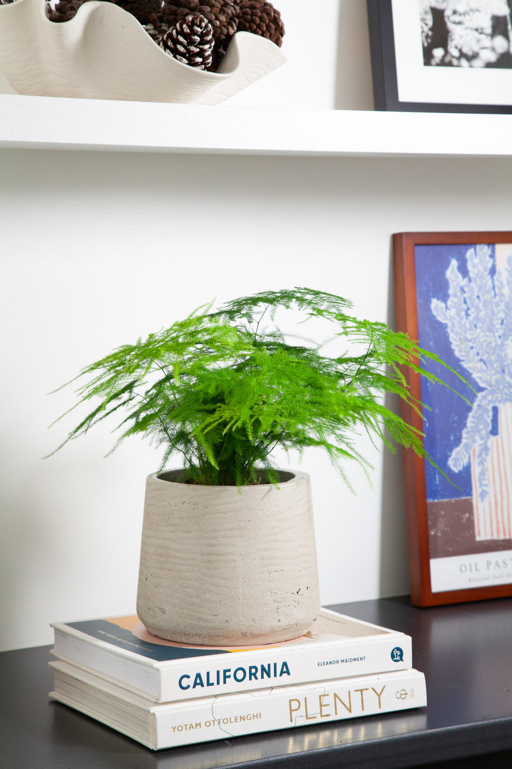 files/IndoorPlants-LeighShots16.11.2023-042.jpg